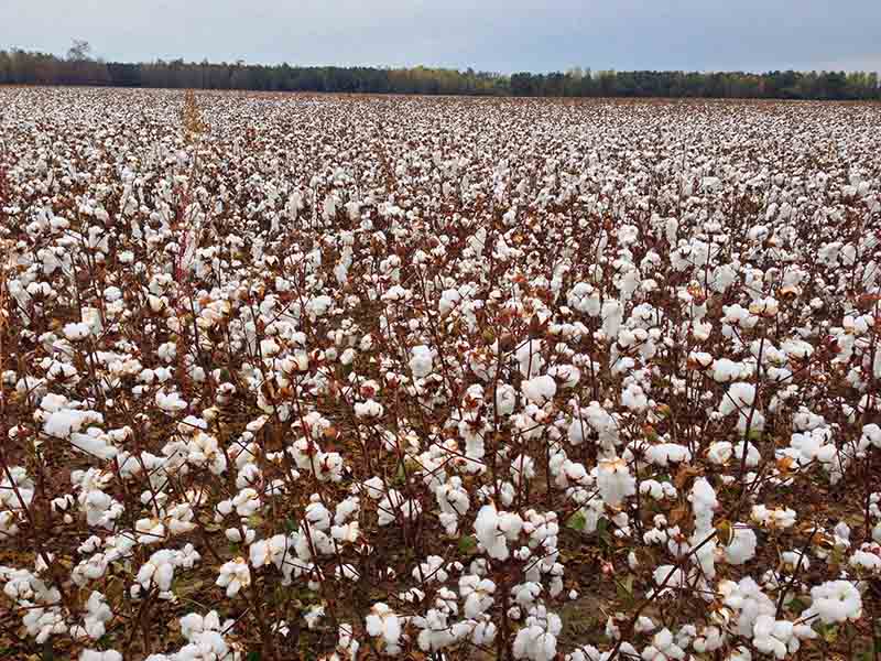 Le coton biologique