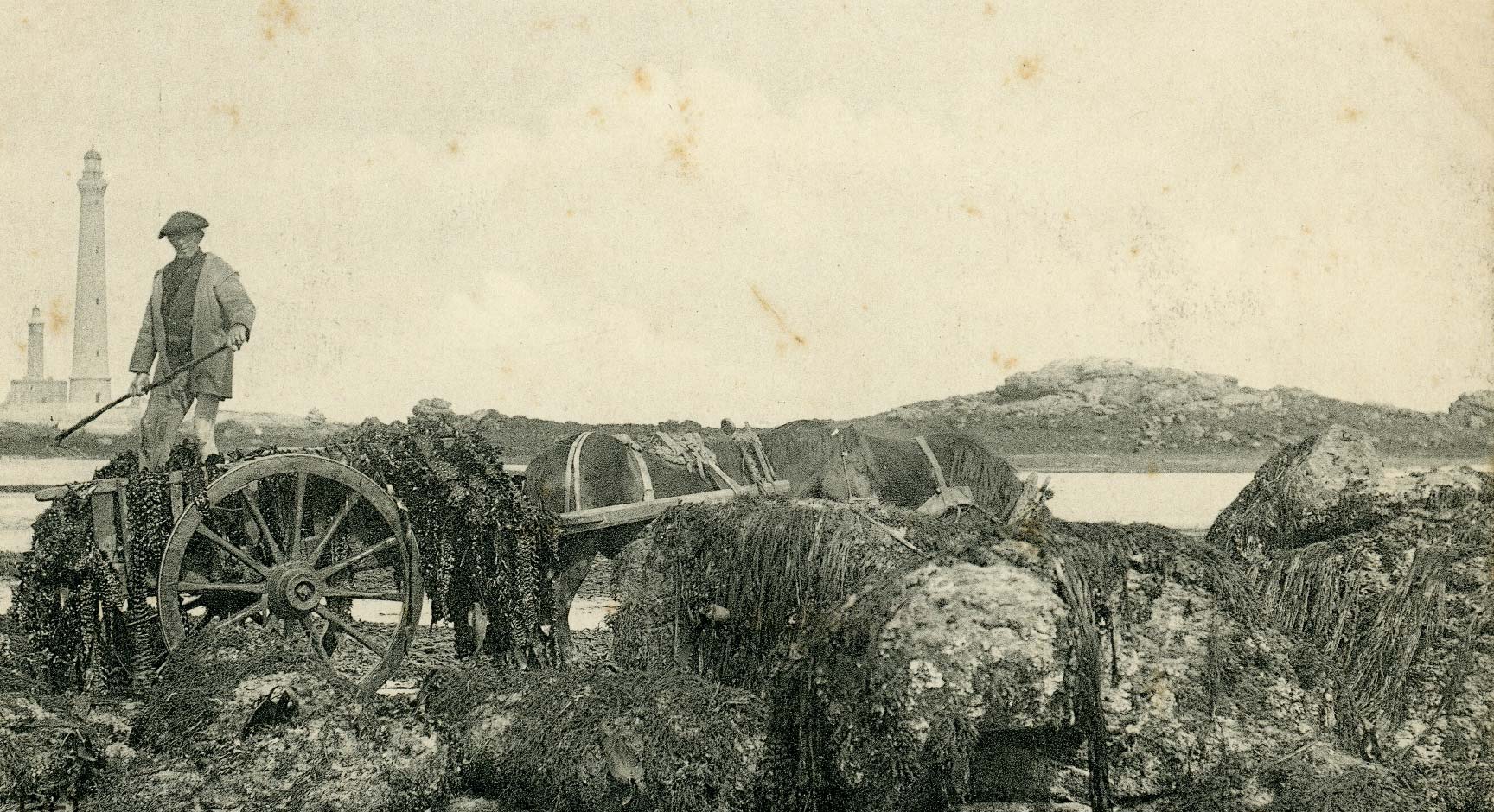 Pêcheur de grève en kabig breton ramassant du goémon sur la côte de Bretagne